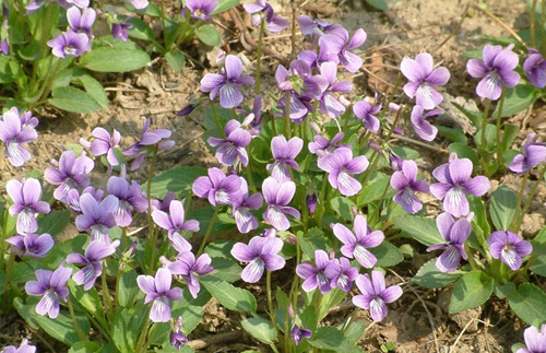 紫花苜蓿